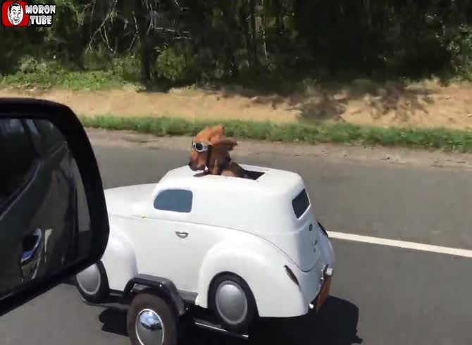 Video :An amiable dog and his owner take a journey in his own vehicle